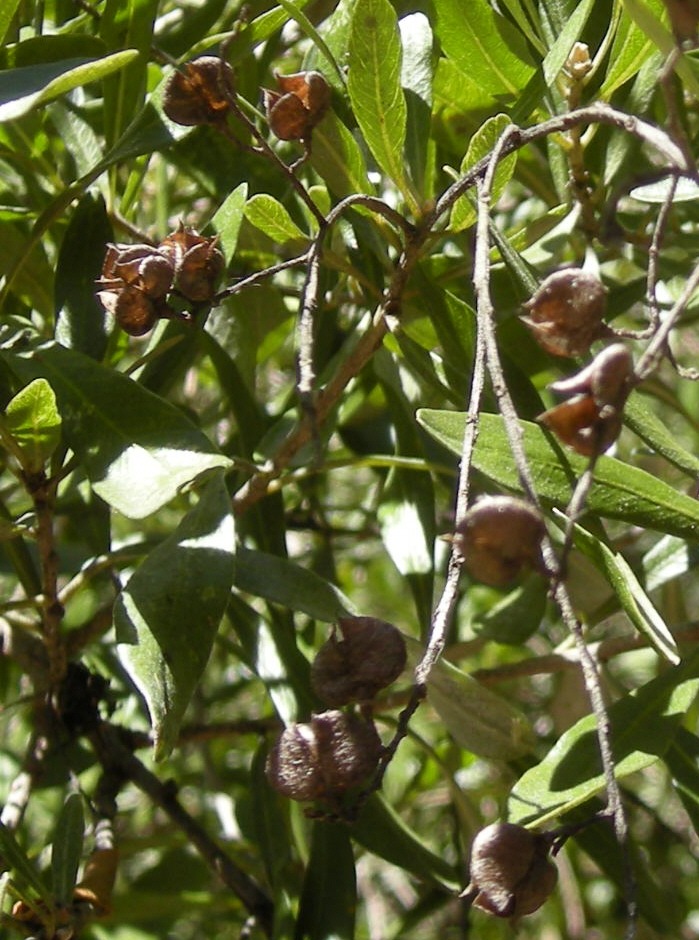 bursaria_spinosa_opened_fruit